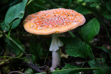 mushroom toadstool on a white leg