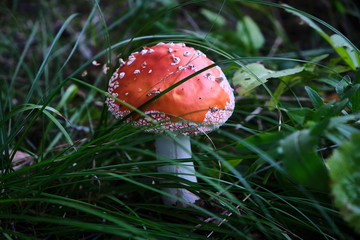 very beautiful and bright mushroom toadstool