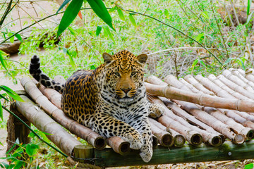 Leopard chilling © Cor