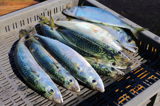 Chub mackerel, Pacific mackerel, or Pacific chub mackerel (Scomber japonicus) raw fish just catched.