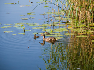 duck in pond