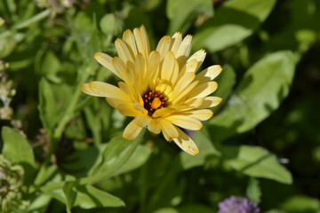 yellow flower