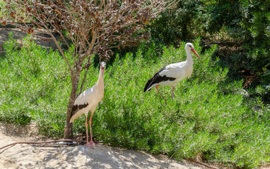 Pair of White storks (Ciconia ciconia) at zoo aviary. Israel