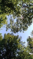 tree in the sky