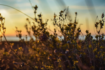 sun