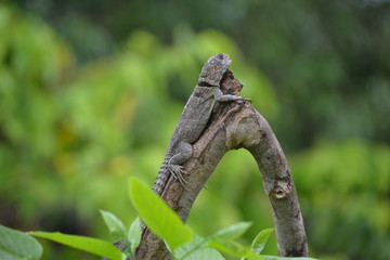 lizard on a tree