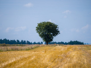Obraz premium single tree in the field