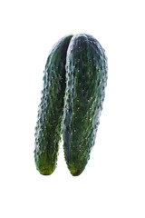 Two pairs of cucumbers fused as Siamese twins isolated on white background