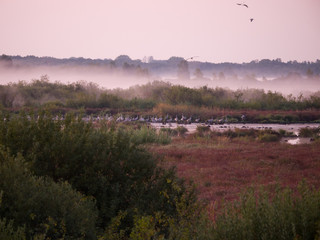 foggy morning in the mountains
