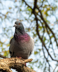 Rock pigeon.