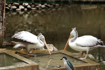 Great pelican fishing in lake, Big birds in the world, Birds firshing