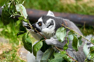 Lemur catta monkey eating leaves. Holding twig in his hands.