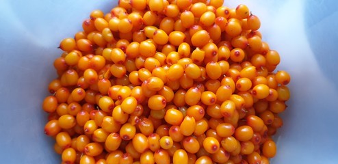 Sea buckthorn berries. Fresh berries of sea buckthorn.