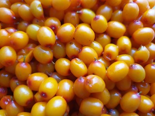 Sea buckthorn berries. Fresh berries of sea buckthorn.