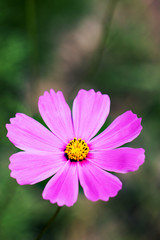 Obraz premium flower fied