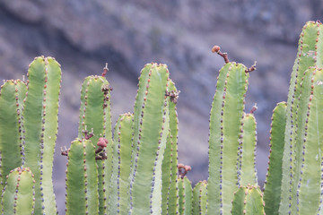 Close view of a cactus