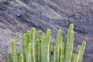 View of a cactus with grey background