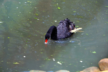 Swan swimming in water, Birds in water, Black birds
