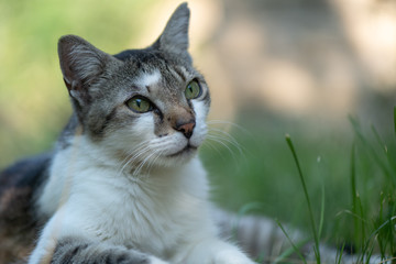 A white and gray cat in the garden sitting in the grass