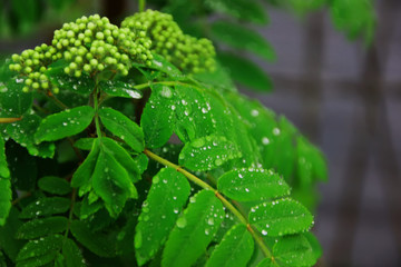 water drops on green leaf