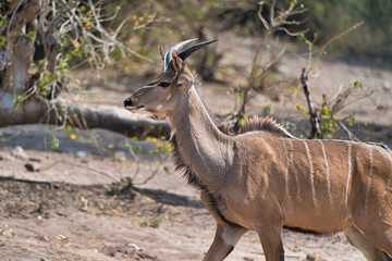 Obraz na płótnie Canvas Antelope in Chobe safari park, Zimbabwe, Africa