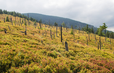 Obraz premium Karkonosze - Polish mountains. Mountains, trails and vegetation in the summer.