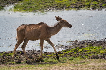Antelope in Chobe safari park, Zimbabwe, Africa