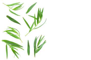 tarragon or estragon isolated on white background with copy space for your text. Artemisia dracunculus. Top view. Flat lay