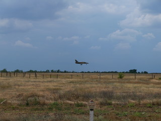 bird in flight