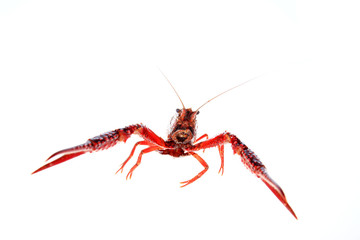 Crayfish