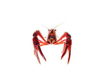 Crayfish