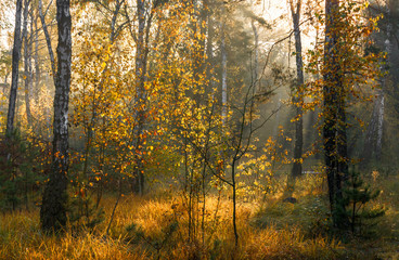 Forest. Good autumn morning. The sun's rays play in the branches of trees. Pleasant walk in the nature.
