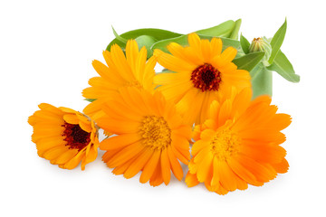 Calendula. Marigold flower isolated on white background