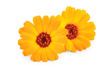 Calendula. Marigold flower isolated on white background
