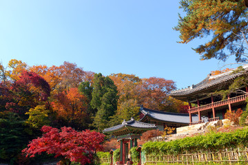 Traditional Korean architecture with autumn trees and blue sky, Seoul, South Korea.