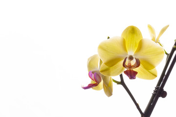 Orchid buds on a branch on a white background.