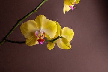 Orchid on a branch on a brown background.