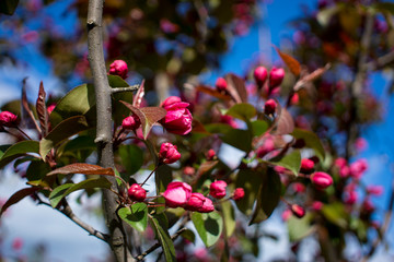 Abundance of pink blossoms densely covering apple tree branches of the background of the blue sky and green leafy trees.Apple tree flowering in a botanical garden.