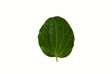 Green leaf on white background.Cnidoscolus aconitifolius, commonly known as chaya or tree spinach.