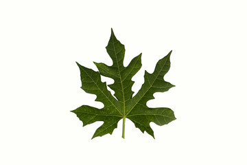Green leaf on white background.Cnidoscolus aconitifolius, commonly known as chaya or tree spinach.