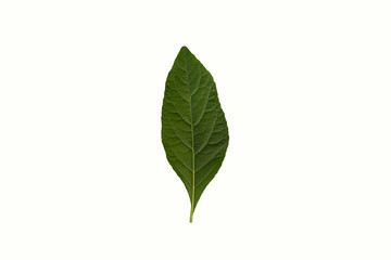 Green leaf on white background.Cnidoscolus aconitifolius, commonly known as chaya or tree spinach.