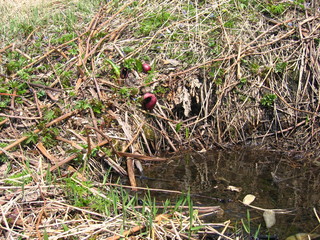 Symplocarpus renifolius flowers near a small pond