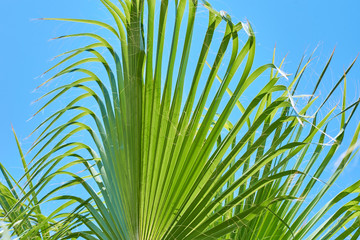 Close up of palm leaves against blue sky background