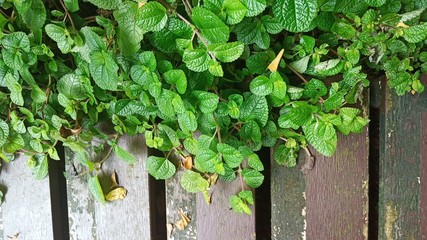 green ivy on the wall
