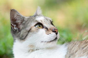 Close up of a domestic cat