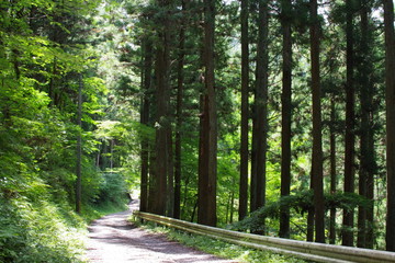 Obraz premium road in forest