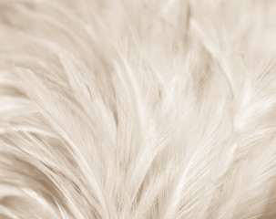 Fototapeta na wymiar Beautiful abstract texture close up color black white and gold feathers on the white background and wallpaper