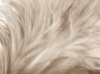 Beautiful abstract texture close up color black white and gold feathers on the white background and wallpaper
