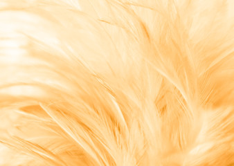 Beautiful abstract texture close up color black white and gold feathers on the white background and wallpaper