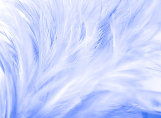 Obraz premium Beautiful abstract texture close up color white and blue feathers background and wallpaper